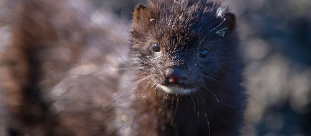 Працівник на ферму норок