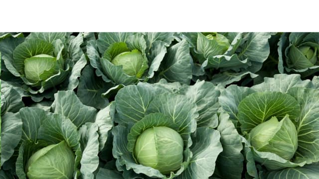 Работник по высадке рассады овощей