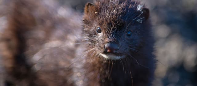 Працівник на ферму норок